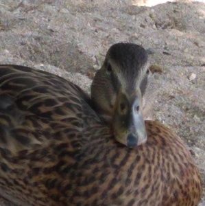 Meet your Posher, Ian